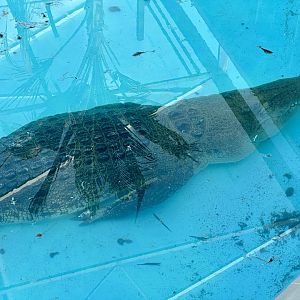 Scar (Saltwater Crocodile)