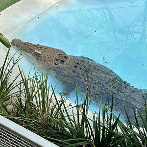 Scar (Saltwater Crocodile)