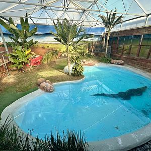 Saltwater Crocodile Exhibit 2