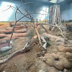 Eastern Water Dragon Exhibit 1