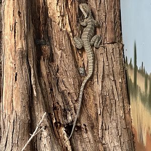 Eastern water dragon (Intellagama lesueurii lesueurii)