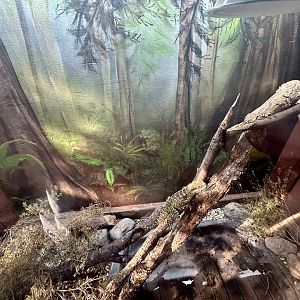 Eastern Water Dragon Exhibit 2