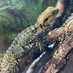 Eastern water dragon (Intellagama lesueurii lesueurii)