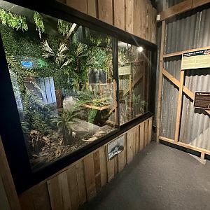 Giant Weta Exhibit
