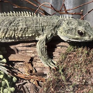 Tuatara (Stuffed)