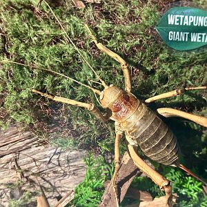Giant Weta (Stuffed)