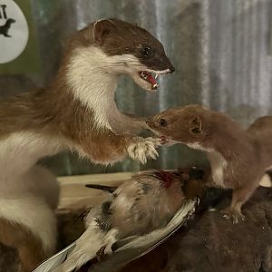 New Zealand Pests - Stoat/Weasel