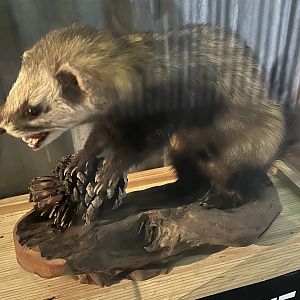 New Zealand Pests - Ferret