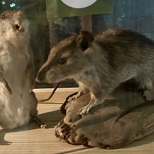 New Zealand Pests - Brown Rat