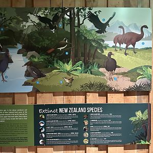 Extinct New Zealand Species Signage