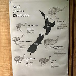 Moa Species Distribution Signage