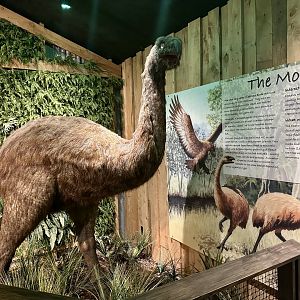 Moa Exhibit