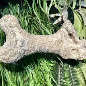Moa Femur