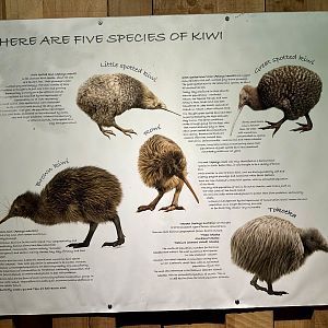 Kiwi Species Signage