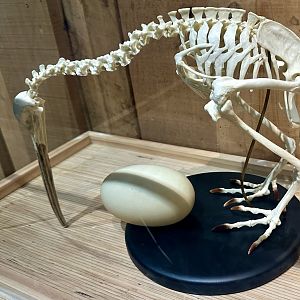 Kiwi Skeleton/Kiwi Egg