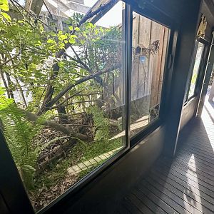 Forest Gecko/Auckland Green Gecko Exhibit