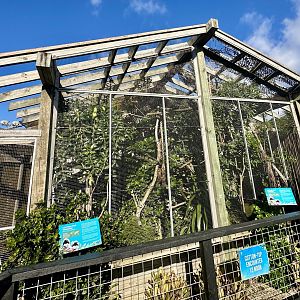 Cotton-top Tamarin Exhibit