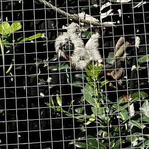 Cotton-top tamarin (Saguinus oedipus)