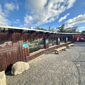 Asian Small-Clawed Otter Exhibit