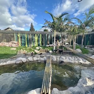 Asian Small-Clawed Otter Exhibit