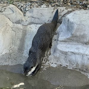 Asian small-clawed otter (Aonyx cinereus)