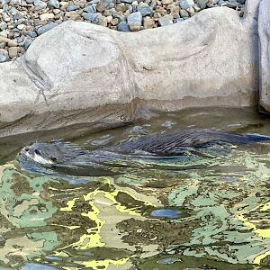 Asian small-clawed otter (Aonyx cinereus)