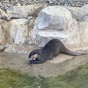 Asian small-clawed otter (Aonyx cinereus)