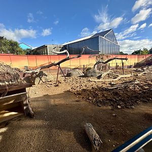 Slender-tailed Meerkat/Cape Porcupine Exhibit