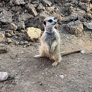 Slender-tailed meerkat (Suricata suricatta)