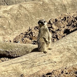 Slender-tailed meerkat (Suricata suricatta)