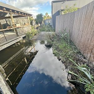 New Zealand Short-fin Eel Exhibit
