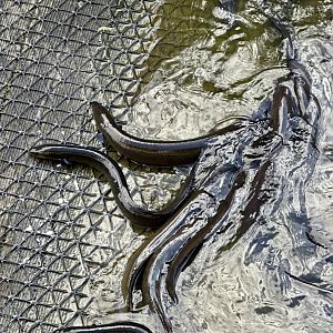 New Zealand short-fin eel (Anguilla australis)
