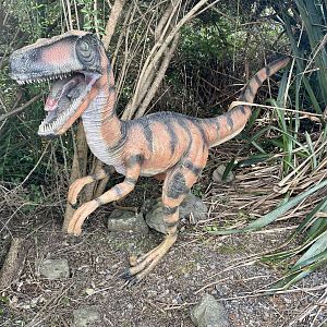 Dinosaur Track - Velociraptor