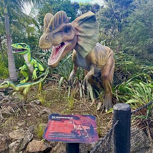 Dinosaur Track - Dilophosaurus