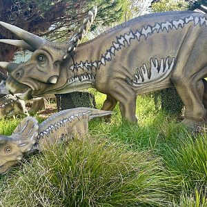 Dinosaur Track - Triceratops