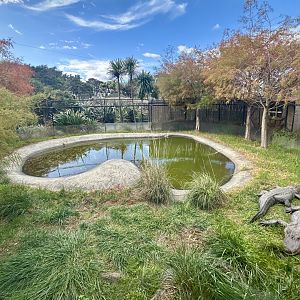 American Alligator Exhibit
