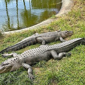 Texas and Dallas (American Alligator)