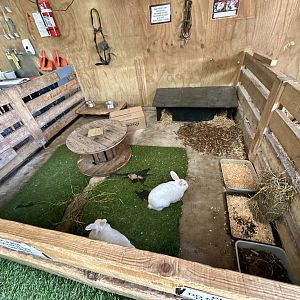 Barnyard -  Exhibit 6 (Domestic Rabbit)