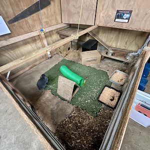 Barnyard -  Exhibit 5 (Domestic Rabbit)