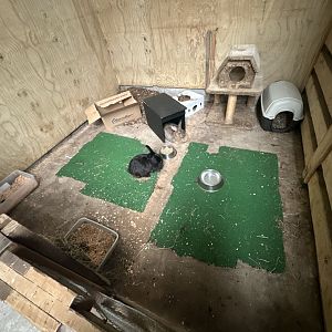 Barnyard -  Exhibit 4 (Domestic Rabbit)