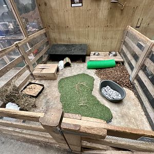 Barnyard -  Exhibit 3 (Domestic Rabbit)