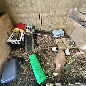 Barnyard -  Exhibit 2 (Guinea Pig)