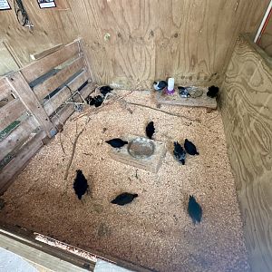 Barnyard -  Exhibit 1 (Domestic Chicken)