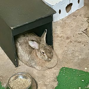 Domestic rabbit (Oryctolagus cuniculus domesticus)