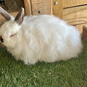 Domestic rabbit (Oryctolagus cuniculus domesticus)