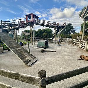Domestic Sheep/Domestic Goat Exhibit