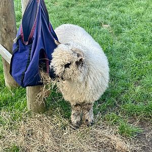 Domestic sheep (Ovis aries)