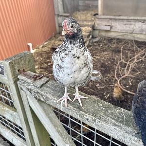 Domestic chicken (Gallus gallus domesticus)