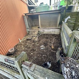 Domestic Chicken Exhibit (Small)