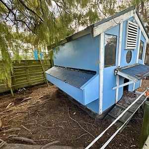 Domestic Chicken Exhibit (Large)